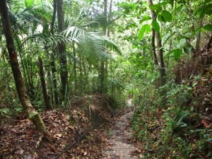 Jungle path
